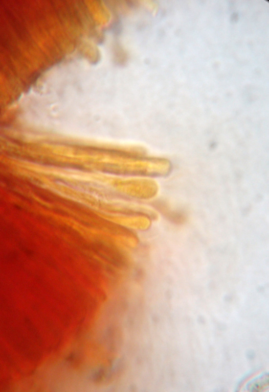 Phlebia sp